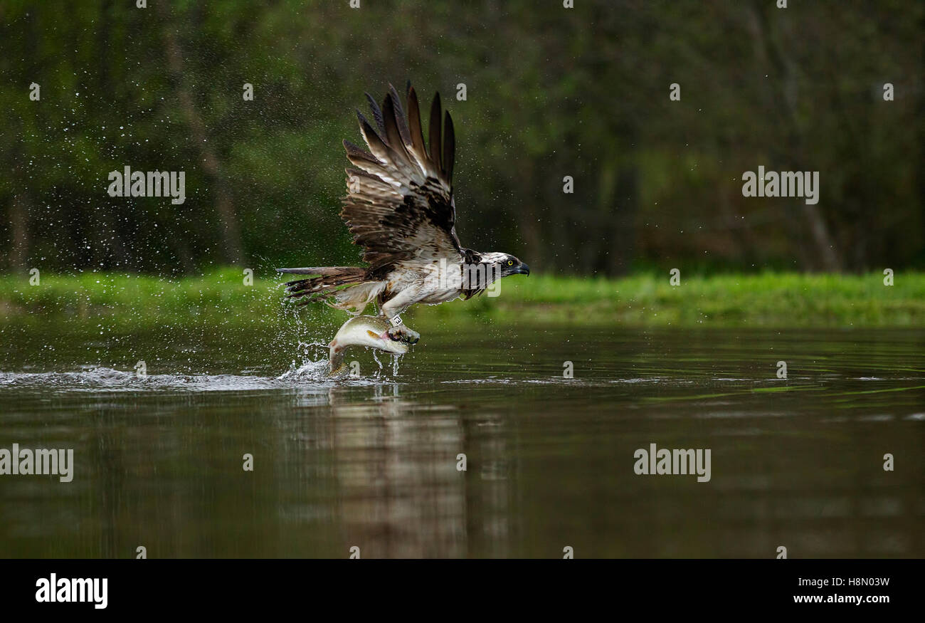 Osprey EJ lifting a trout from a fish farm, Rothimurcus, Aviemore, Scotland, UK. Stock Photo