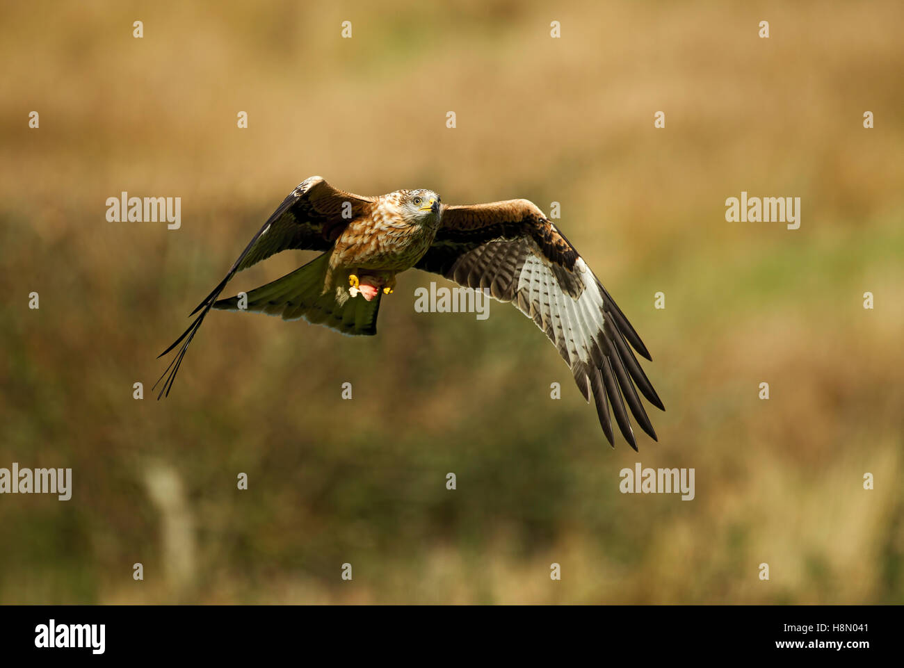 Red Kite wings outstretched hunting for food at hedge height, Gigrin Farm, Rhayader, Powys, Wales, UK. Stock Photo