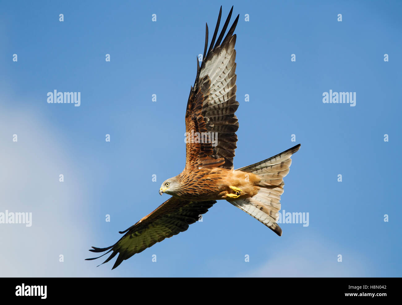 Red Kite wings outstretched soaring in the sky, Gigrin farm, Rhayader, Powys, Wales, UK. Stock Photo