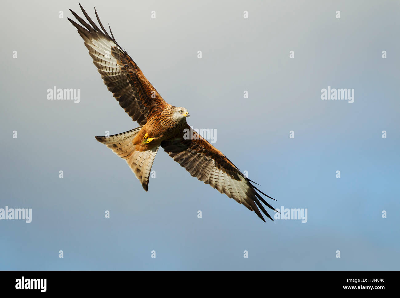 Red Kite wings outstretched soaring in the sky, Gigrin Farm, Rhayader,  Powys, Wales, UK. Stock Photo