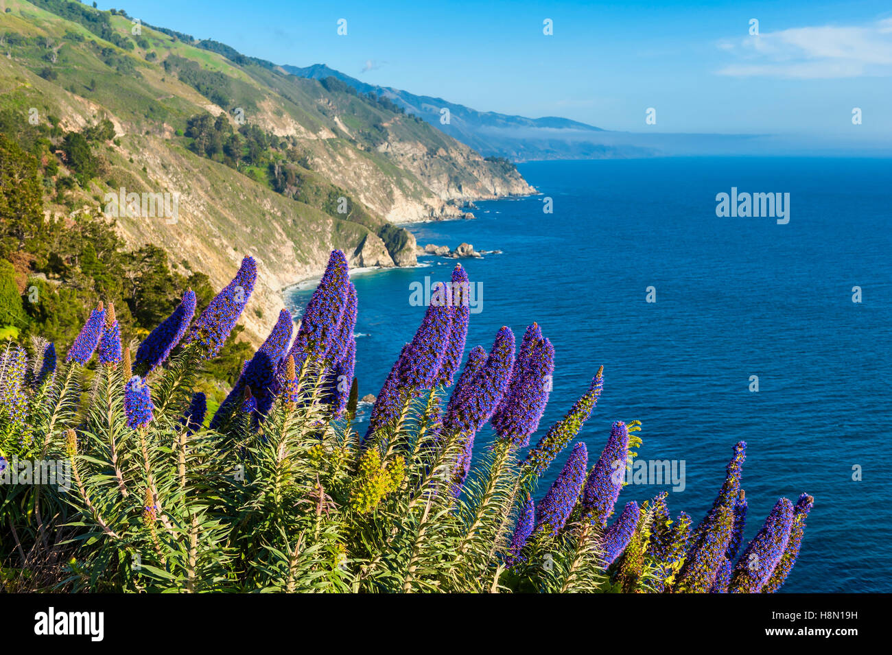 Blooming flowers in Big Sur California Stock Photo