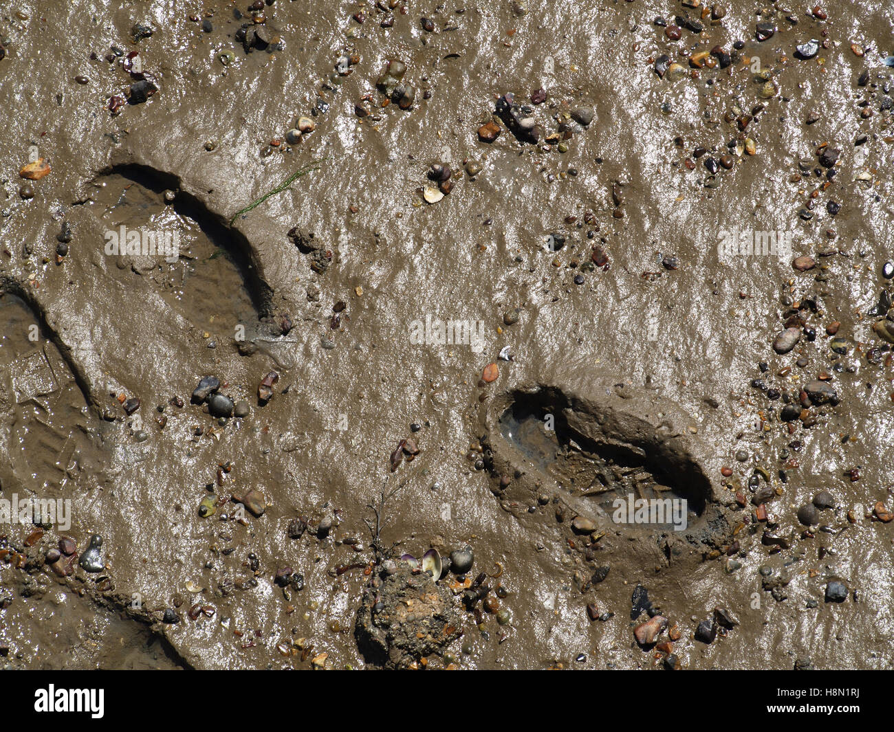 Footsteps in mud at Weston Parade, Woolston, Southampton, Hampshire UK Stock Photo
