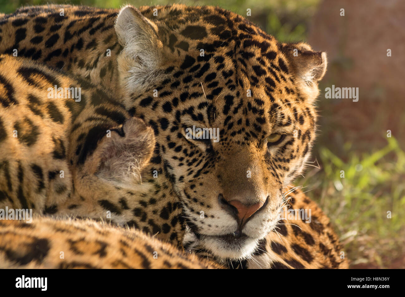 Close up portrait of Sri Lankan Leopard Stock Photo