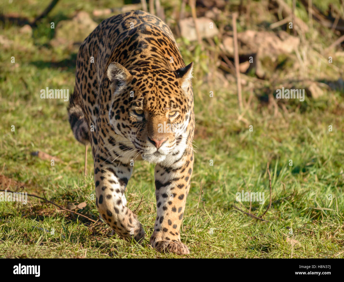 Sri Lankan Leopard prowling Stock Photo