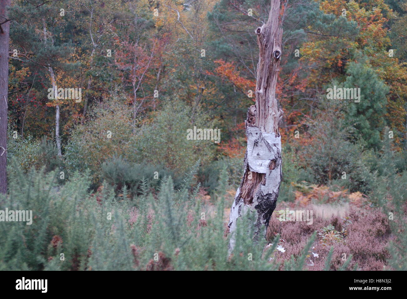 broken birch amongst the heather Stock Photo