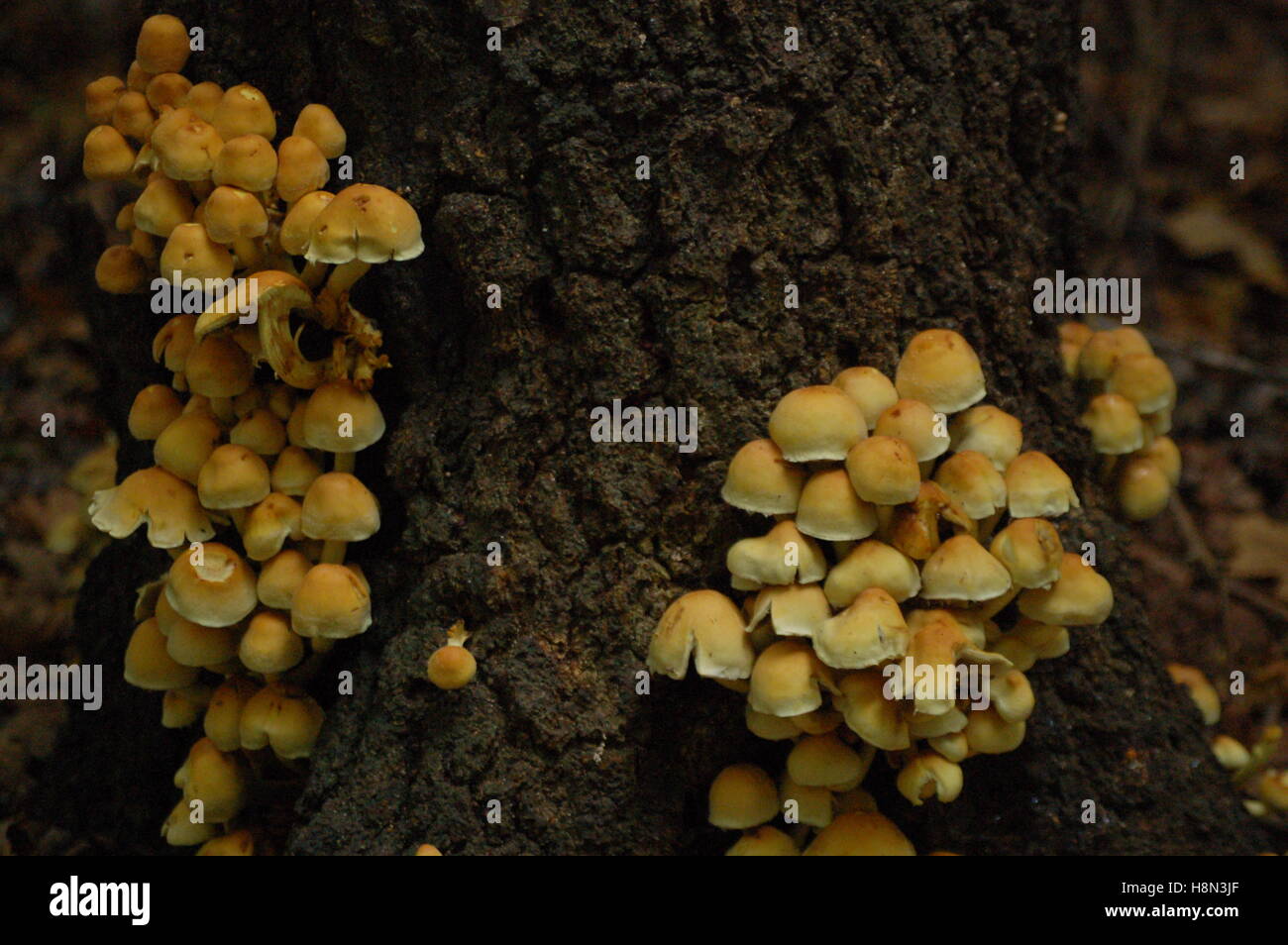 yellow mushroom fungus on tree stump Stock Photo