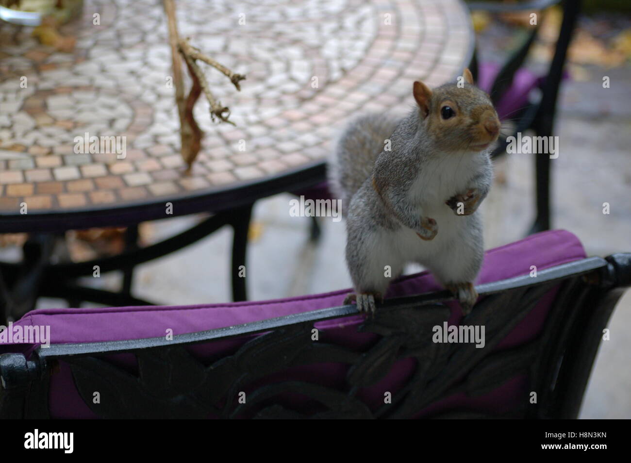 Friendly Squirrel coming to the house for food Stock Photo