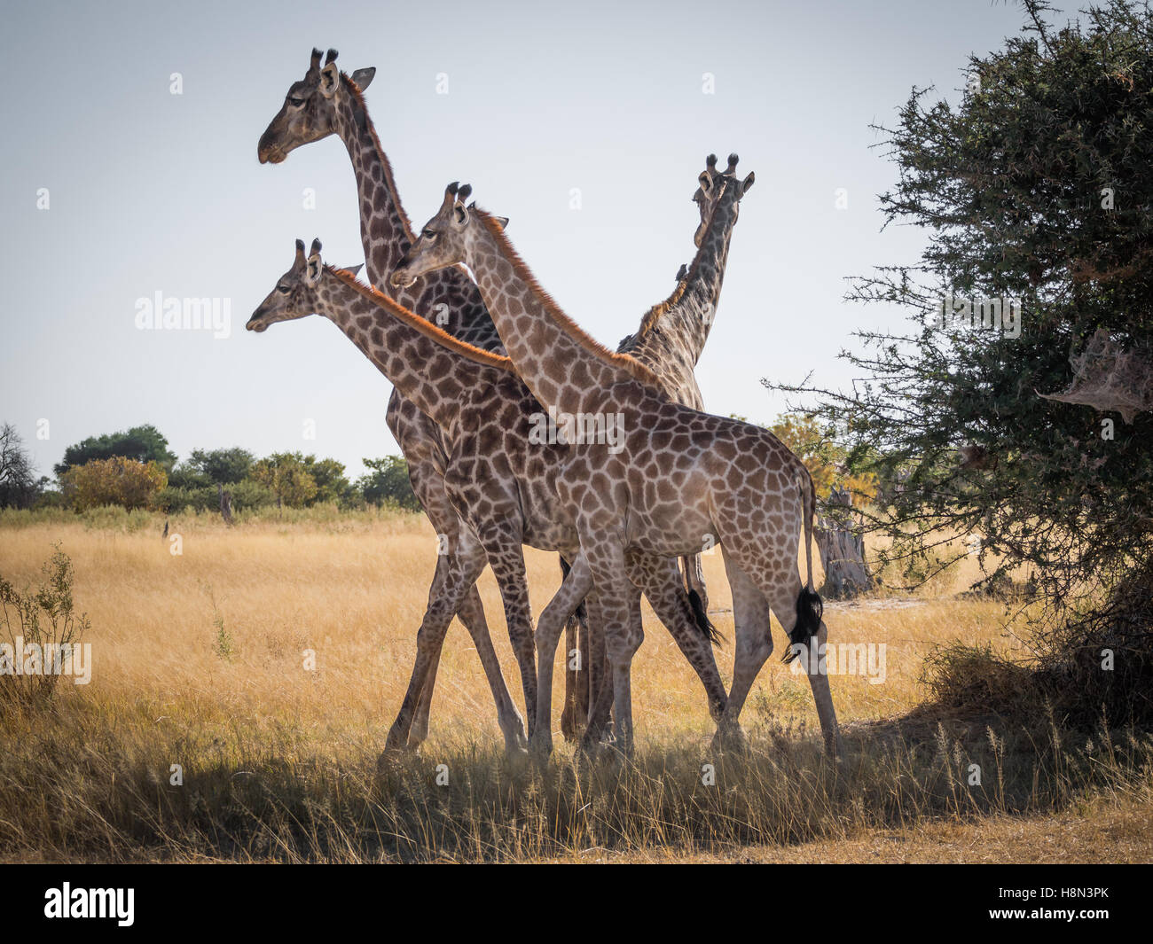 Four giraffes close together moving as one unit in Moremi National Park, Botswana Stock Photo