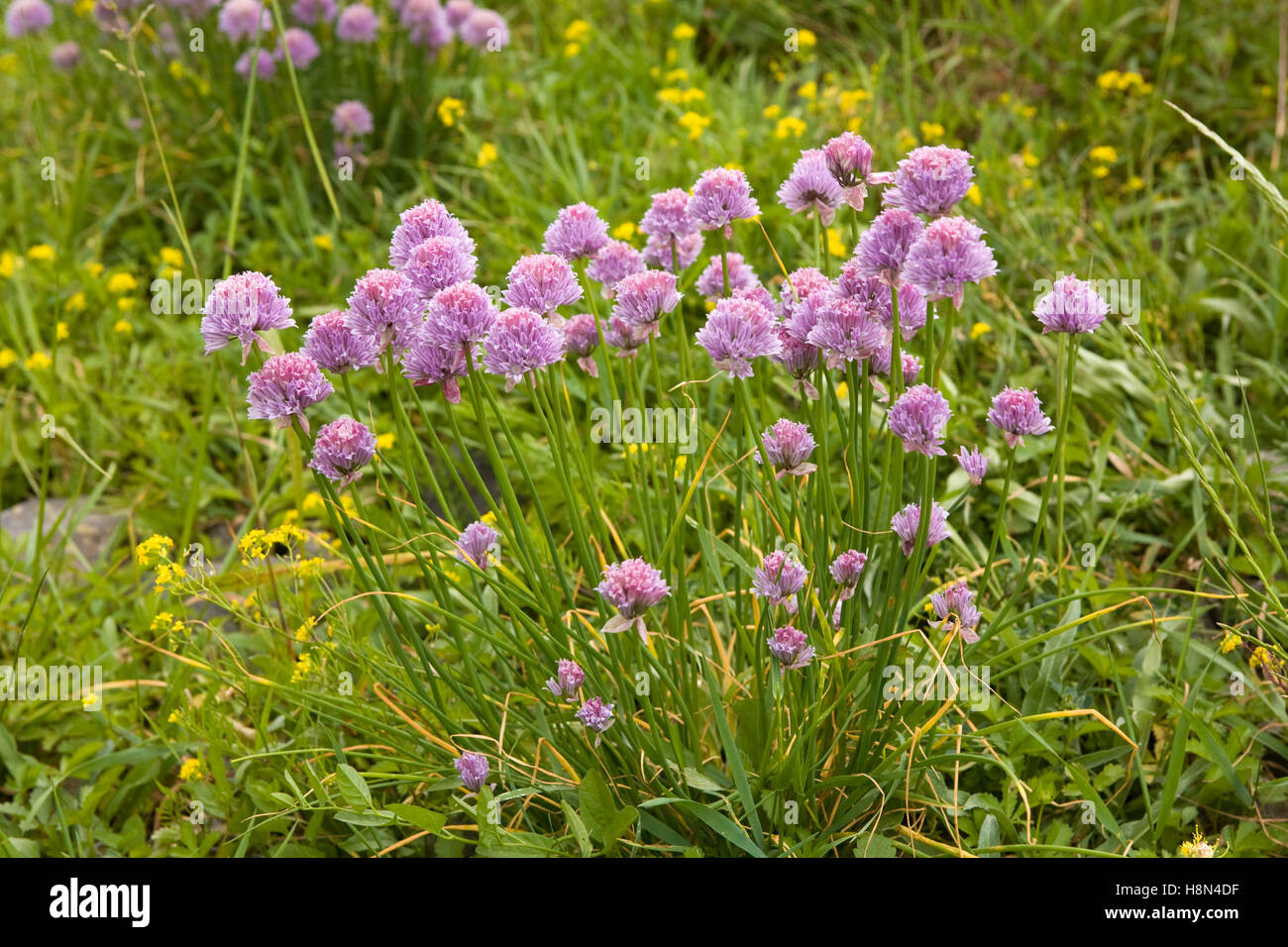 Germany,  Voerde, wild chive at the banks of the river Rhine in Voerde-Goetterswickerhamm.  Europa, Deutschland, Nordrhein-Westf Stock Photo