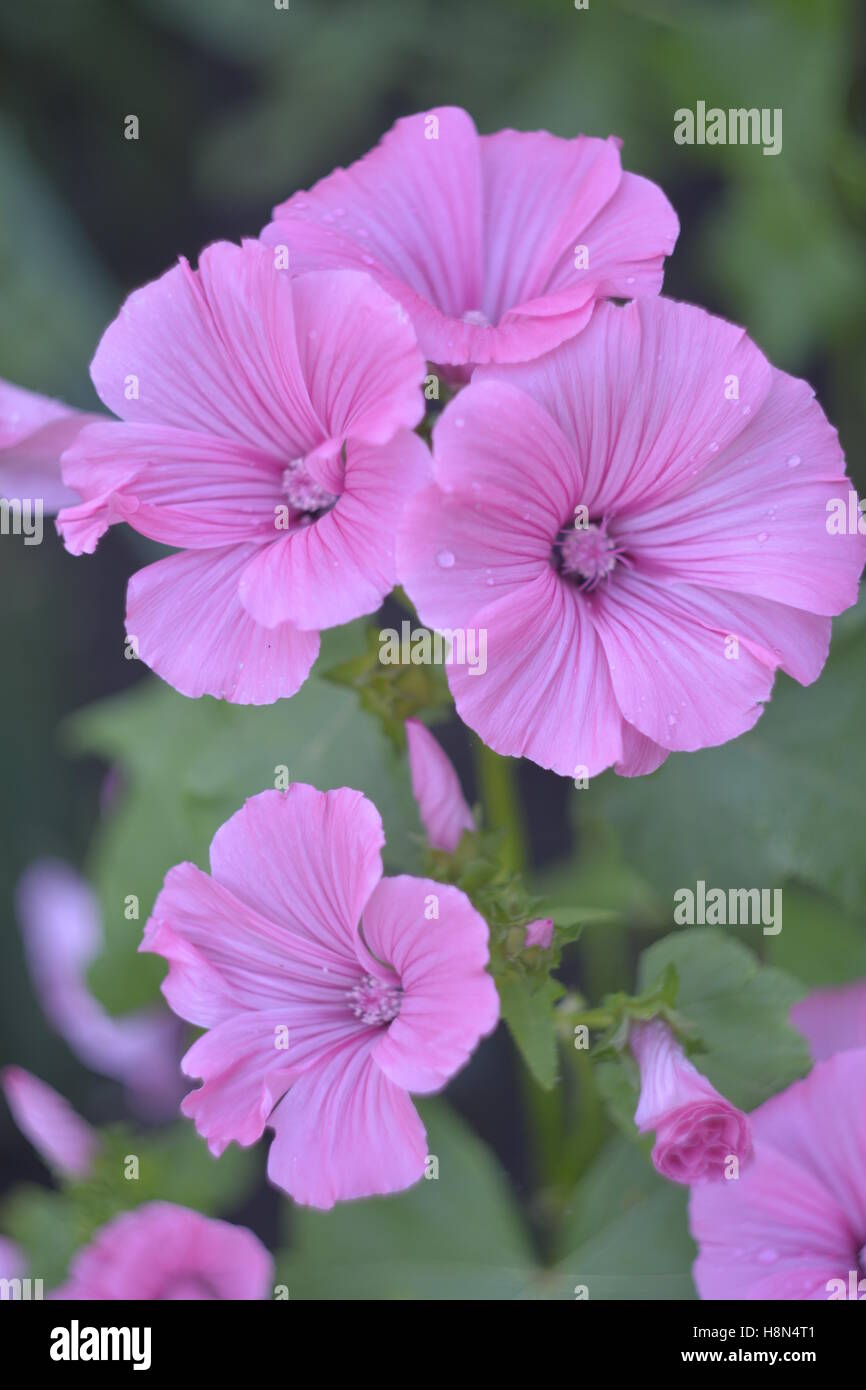 Lavatera, pink flower, flower Stock Photo