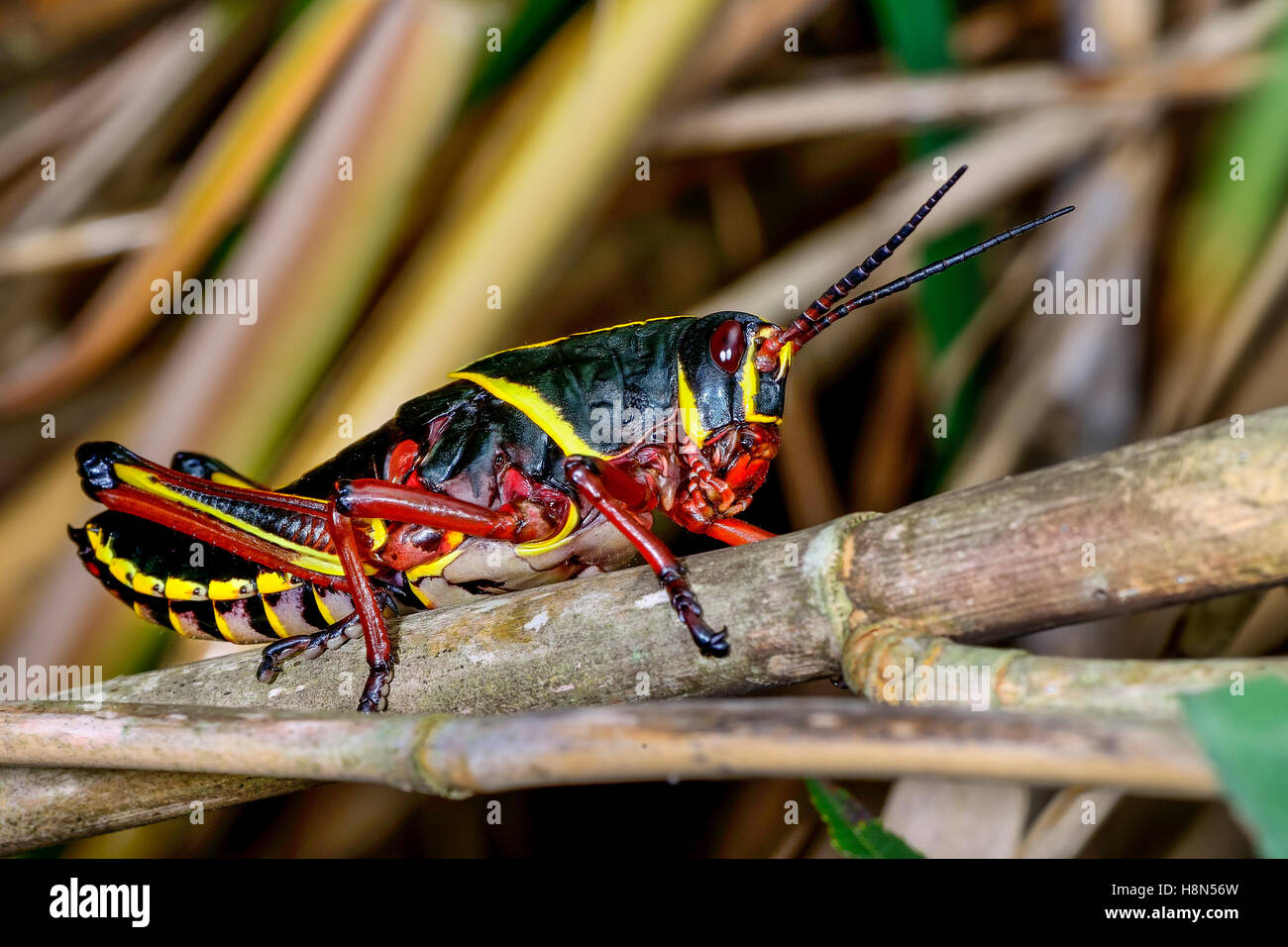 Eastern lubber grasshopper Stock Photo
