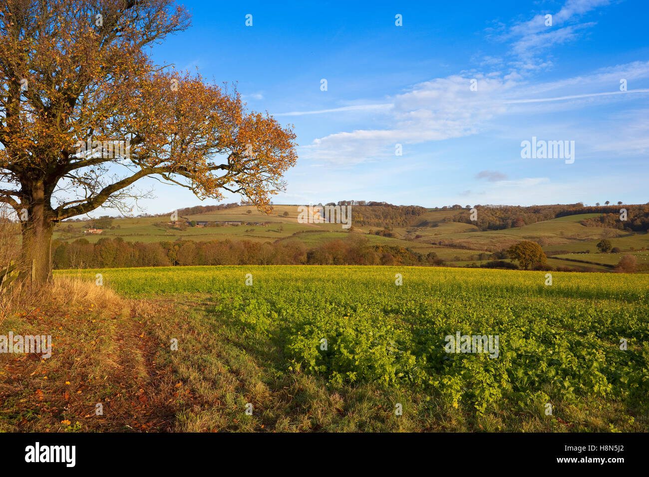 A colorful mature Oak tree by a yellow flowered mustard crop in the scenic Yorkshire wolds landscape in autumn. Stock Photo