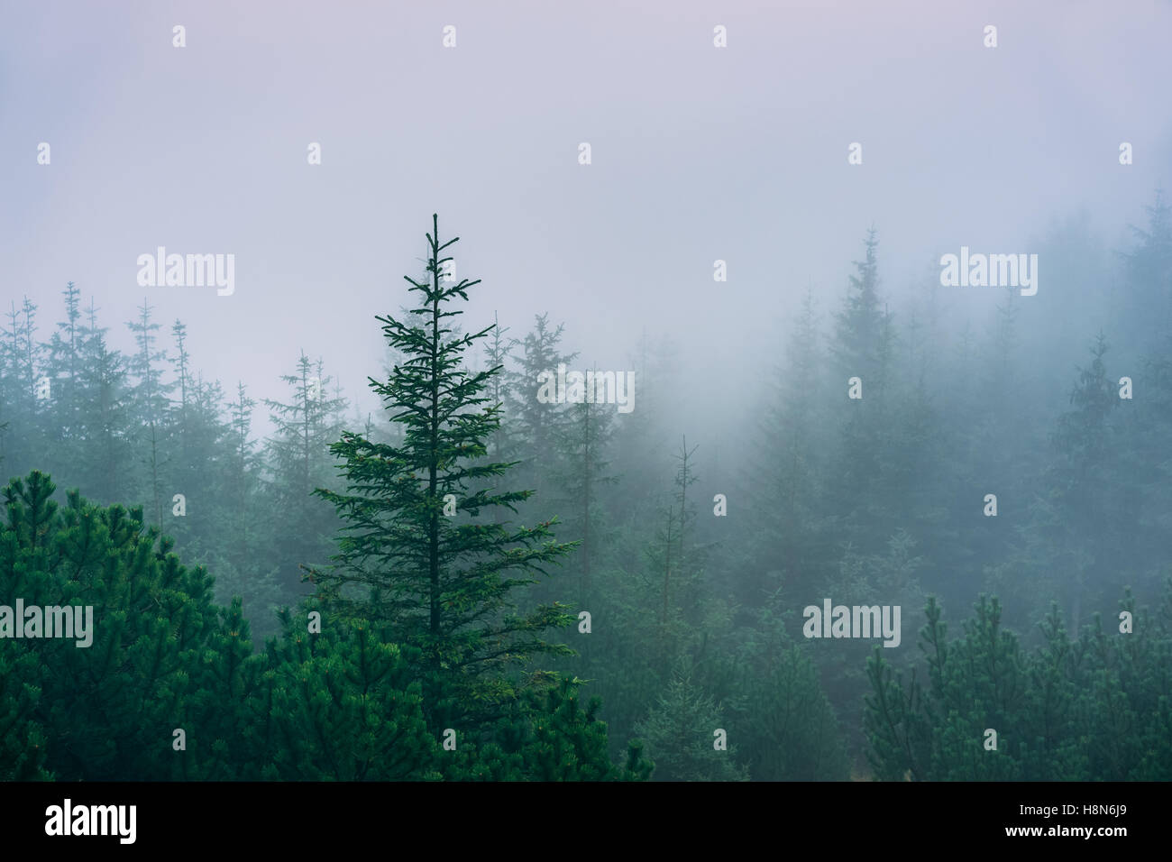Misty mountain forest Stock Photo