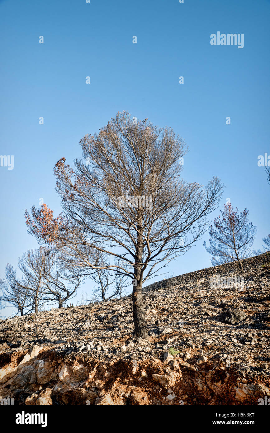 Aftermath of a large forest fire that left a devastated landscape Stock ...