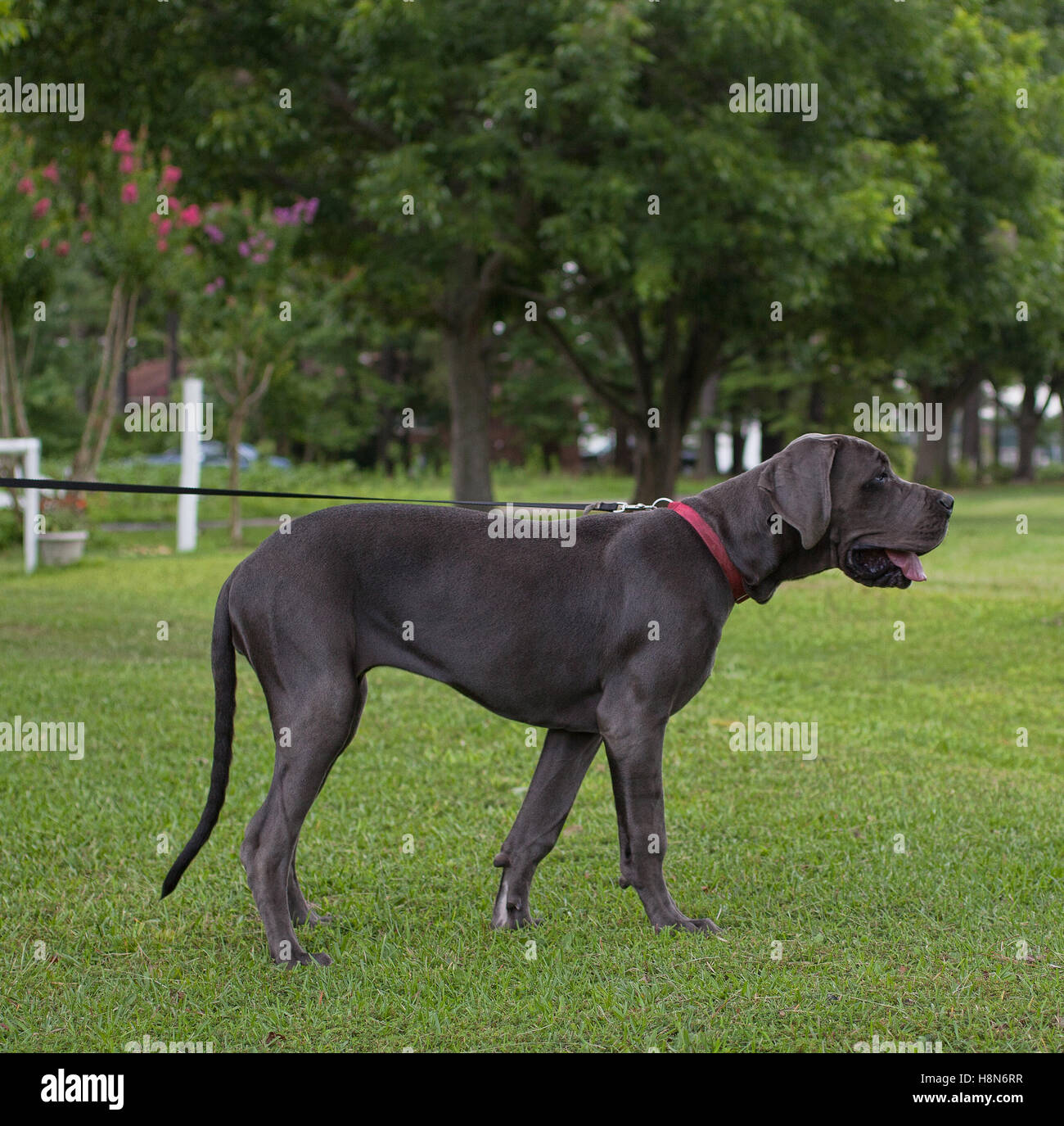 Gray Great Dane dog that looks like it is posing on the grass Stock Photo Alamy