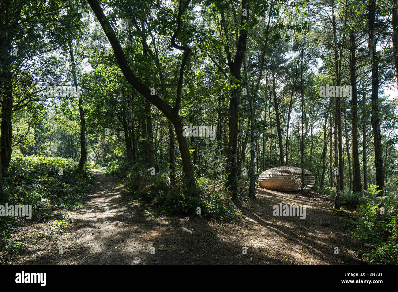 Wide view of side of pavilion though woodland. Perspectives. Pavilion, Surrey Hills, United Kingdom. Architect: Giles Miller Studio , 2016. Stock Photo
