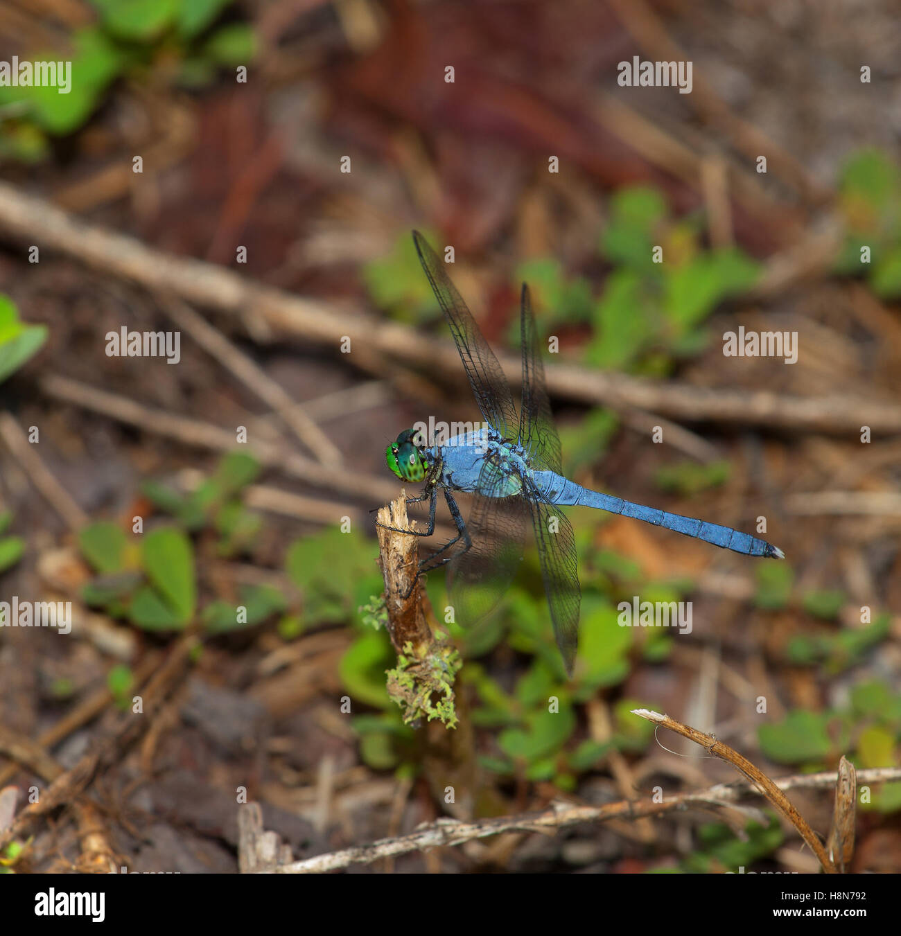 Green headed dragonfly with a blue body on a stick Stock Photo - Alamy