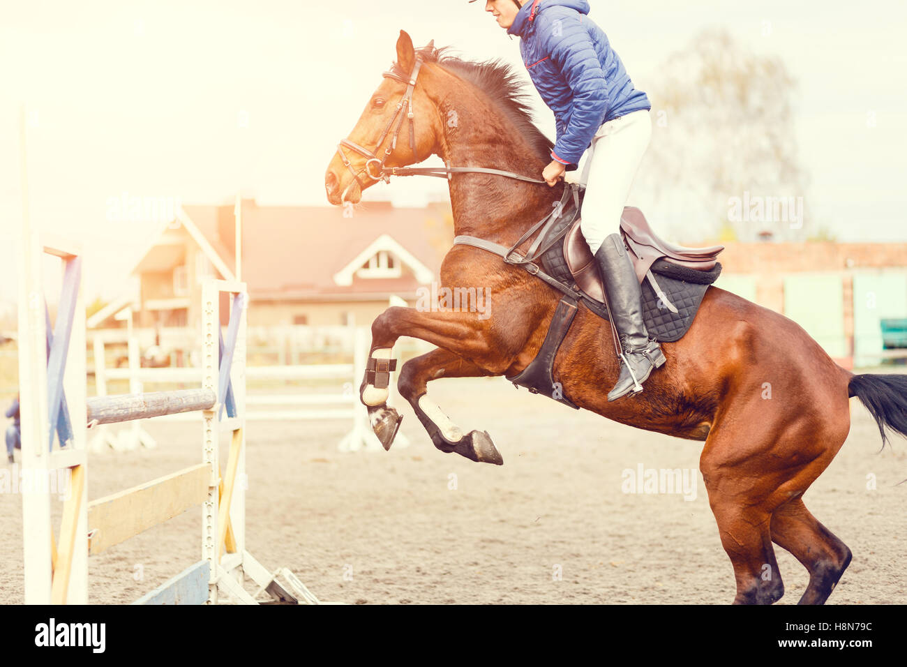 Young horseman on show jumping competition. Rider with sorrel horse ...