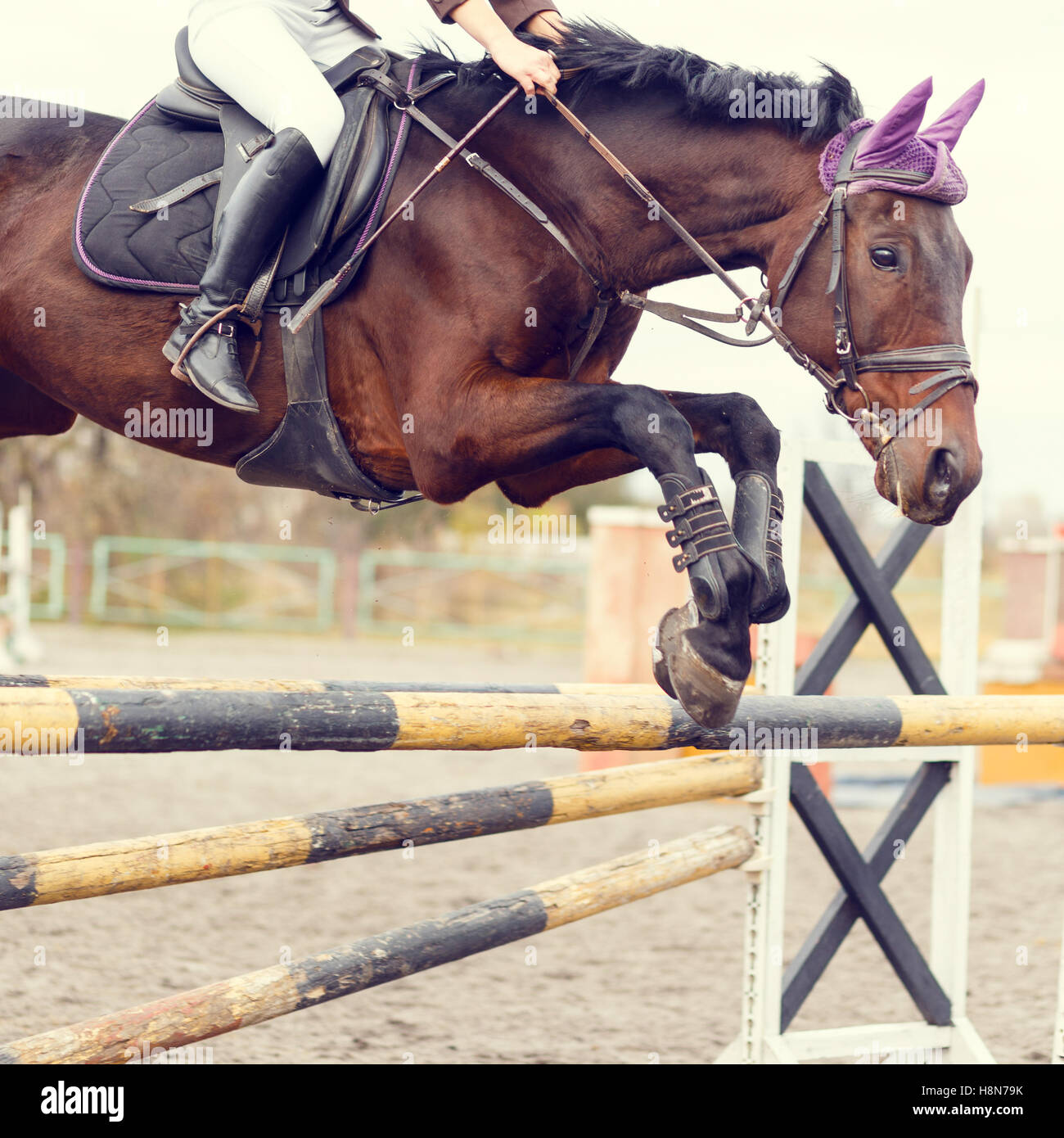 Warm up arena horse hires stock photography and images Alamy