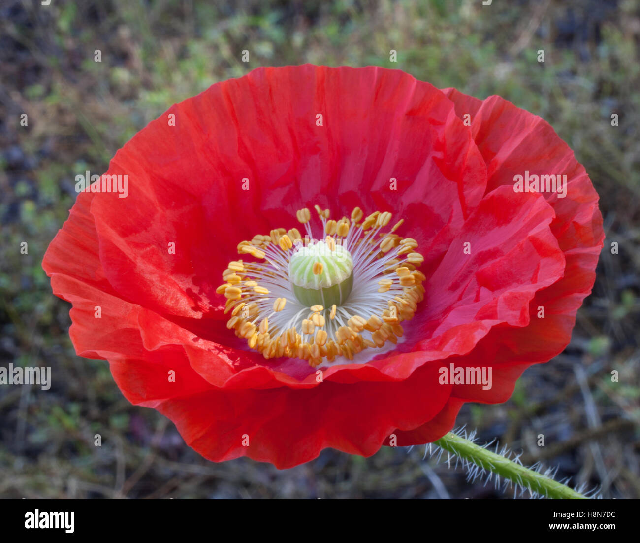 Bright red poppy that has just bloomed on the plant Stock Photo Alamy
