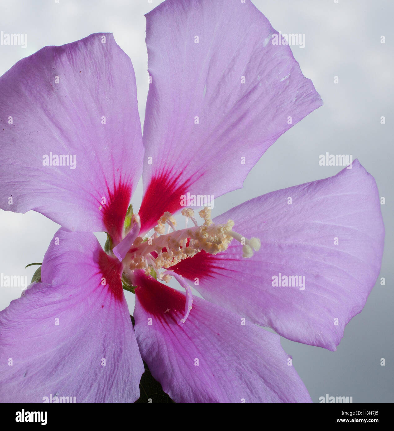 Pink hibiscus bloom with a dark sky behind Stock Photo Alamy