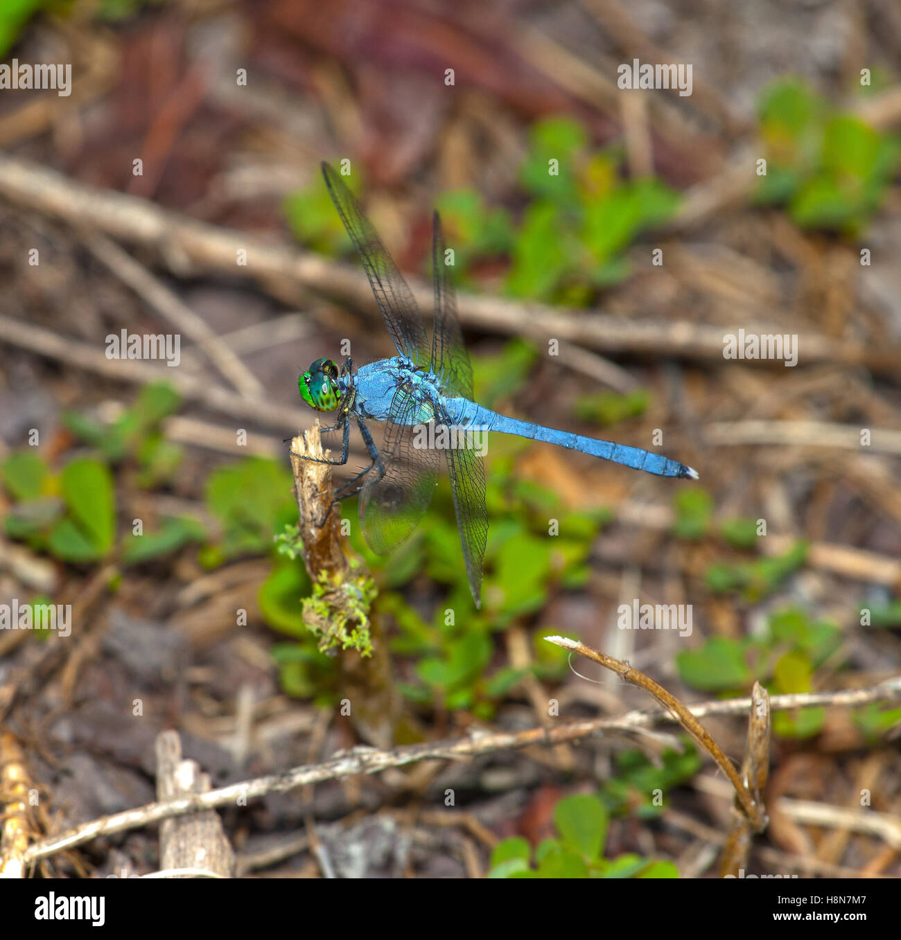 Blue dragonfly that is on a stick near the ground Stock Photo - Alamy