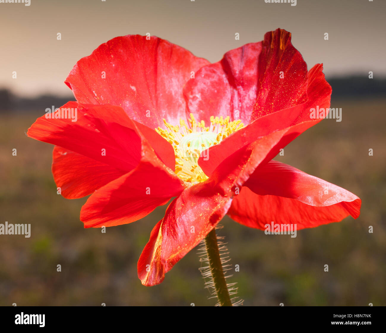 Red poppy flower in bloom as the sun is going down Stock Photo Alamy