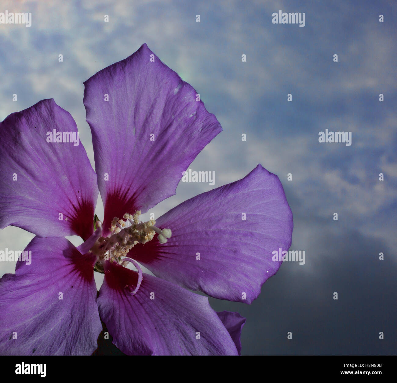 Big hibiscus bloom with the sky and clouds in the background Stock Photo Alamy