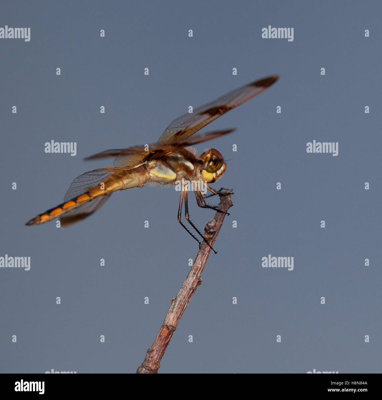 Brown and orange dragonfly on the lookout for bugs Stock Photo - Alamy