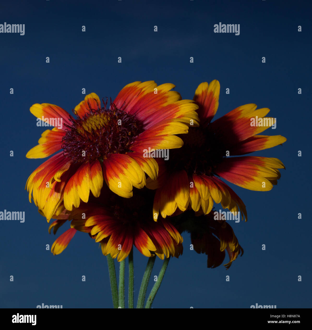 Yellow and orange flowers opened against a deep blue sky Stock Photo