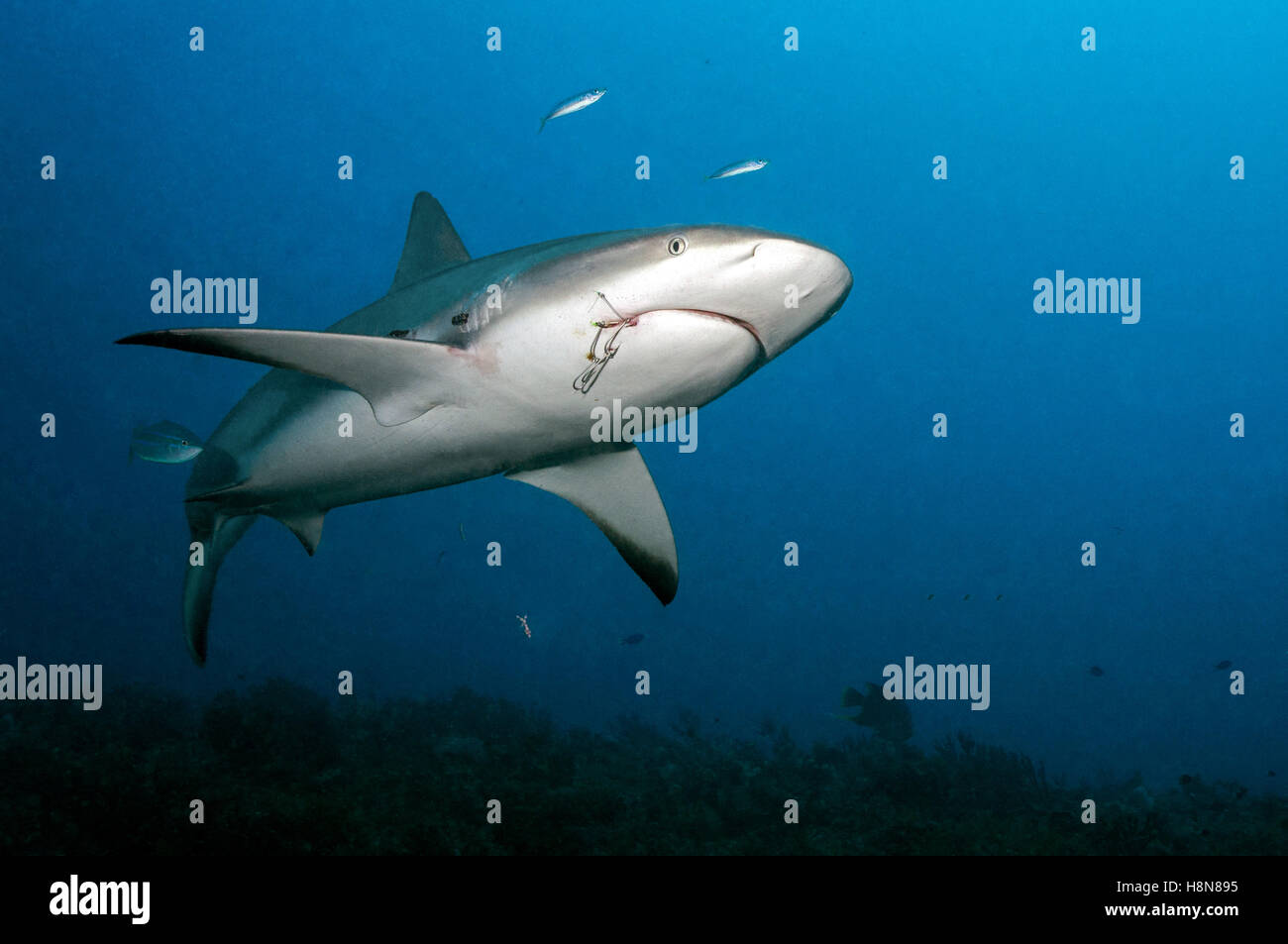 Caribbean reef shark with hooks - Stock Image