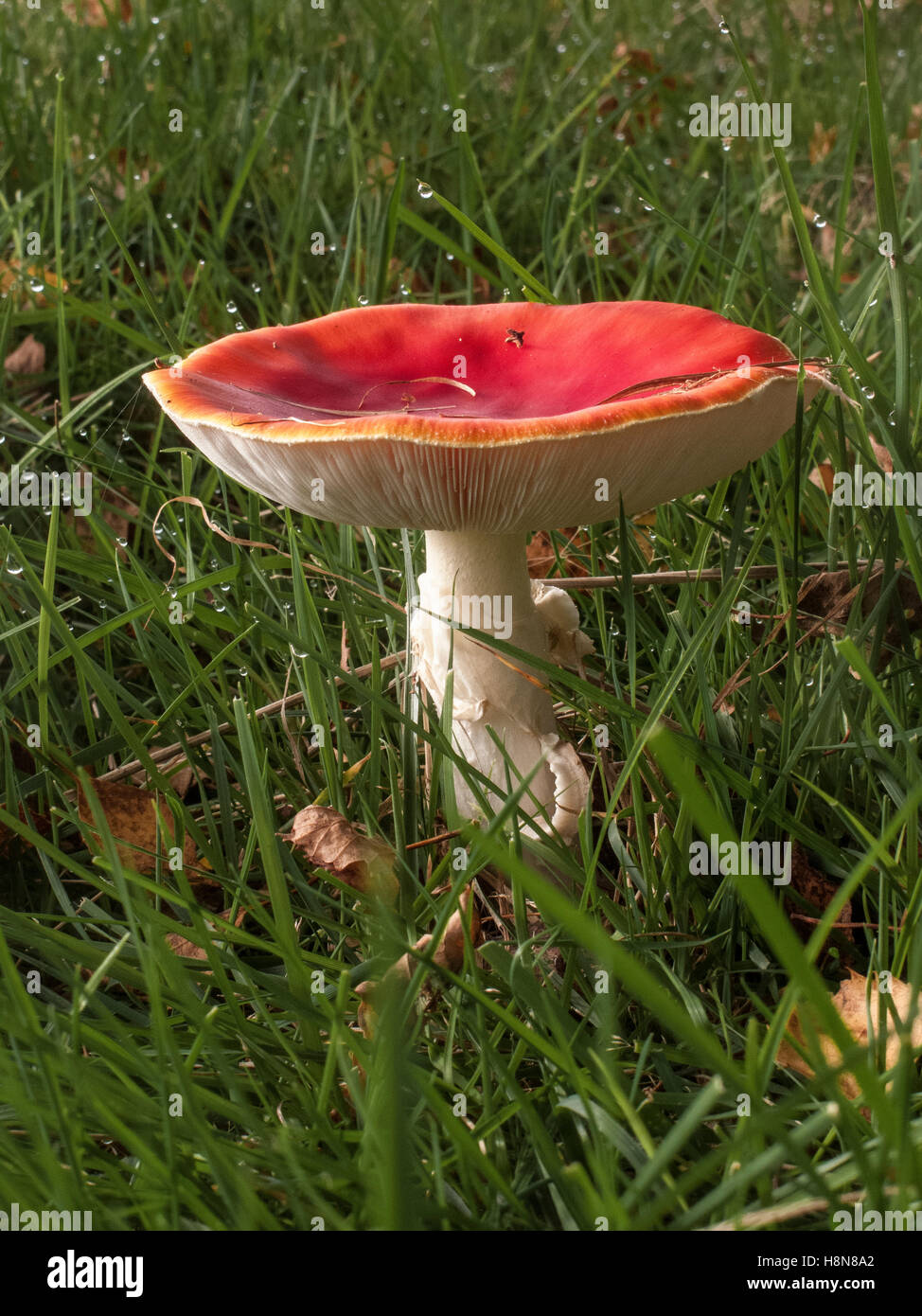 Fly Agaric Amanita muscaria Abel Heath Norfolk. Classed as posinous due to its hallucinogenic properties it is eaten in parts of Stock Photo