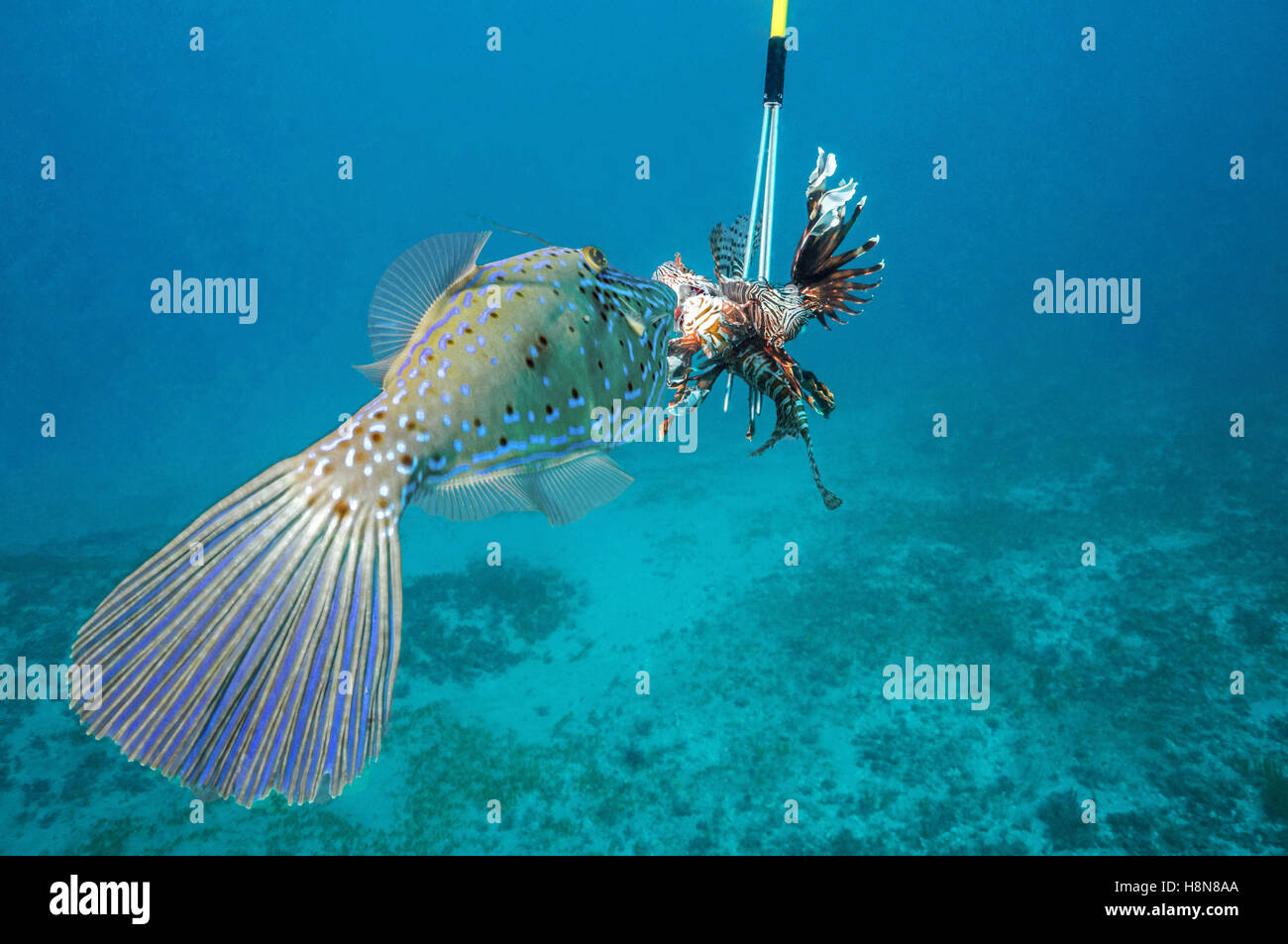 filefish eating lionfish on spear Stock Photo