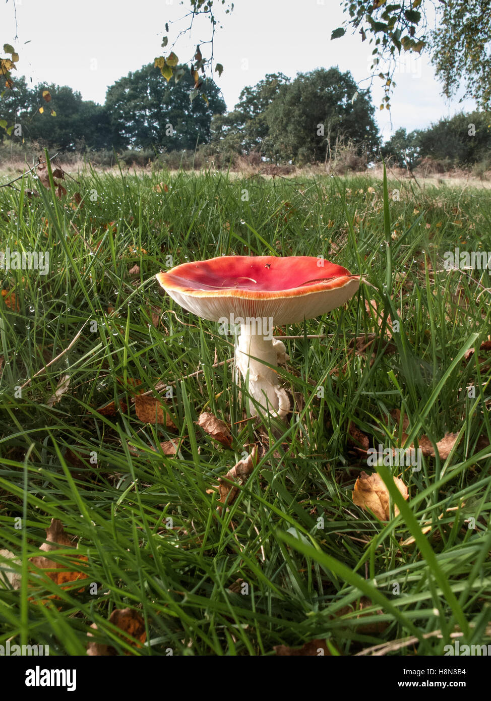 Fly Agaric Amanita muscaria Abel Heath Norfolk. Classed as posinous due to its hallucinogenic properties Stock Photo