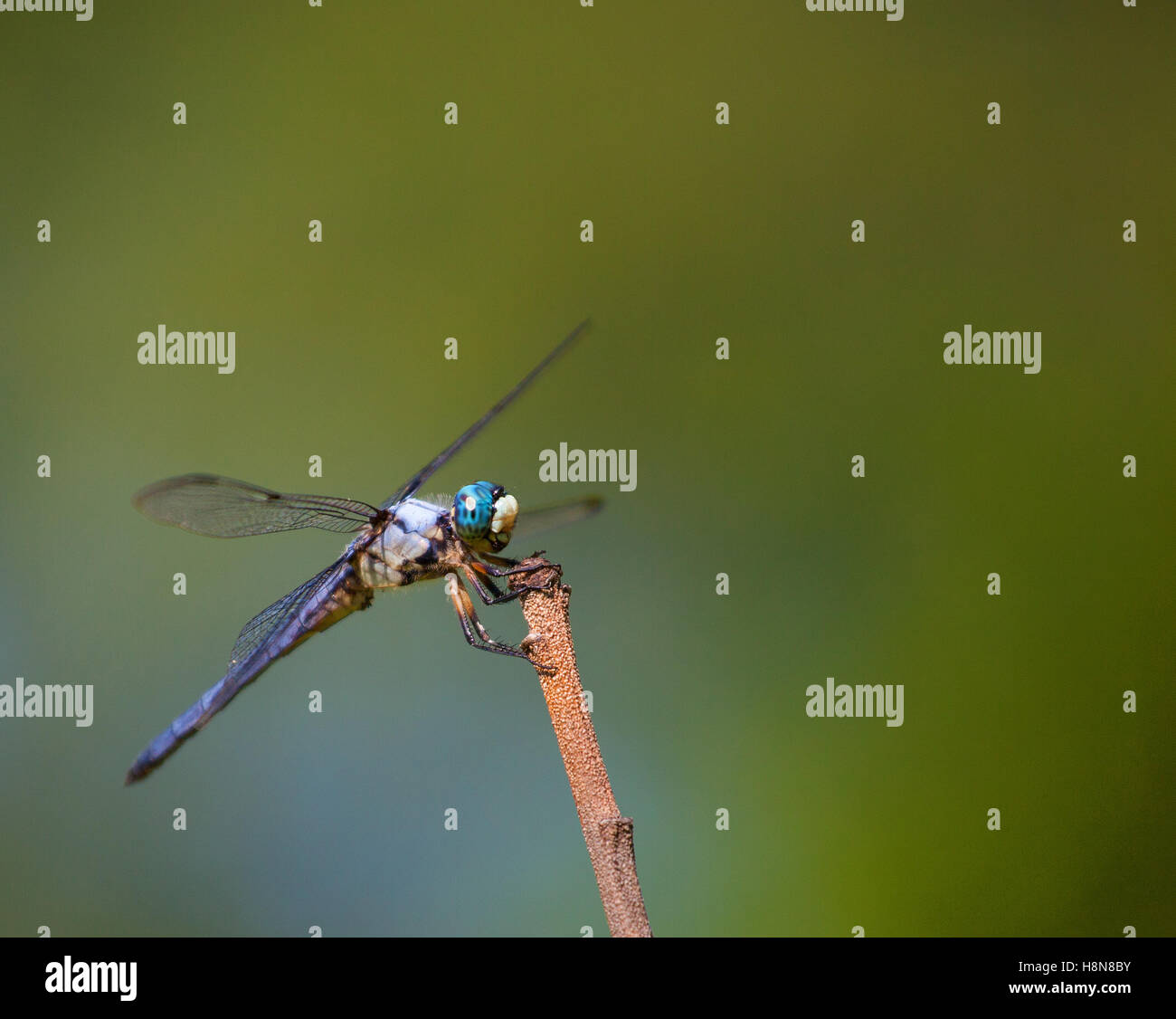 Dragonfly with colorful eyes on a stick with a green background Stock ...