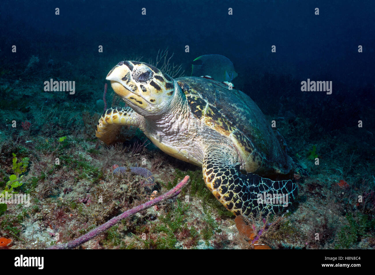 Hawksbill Turtle - Stock Image