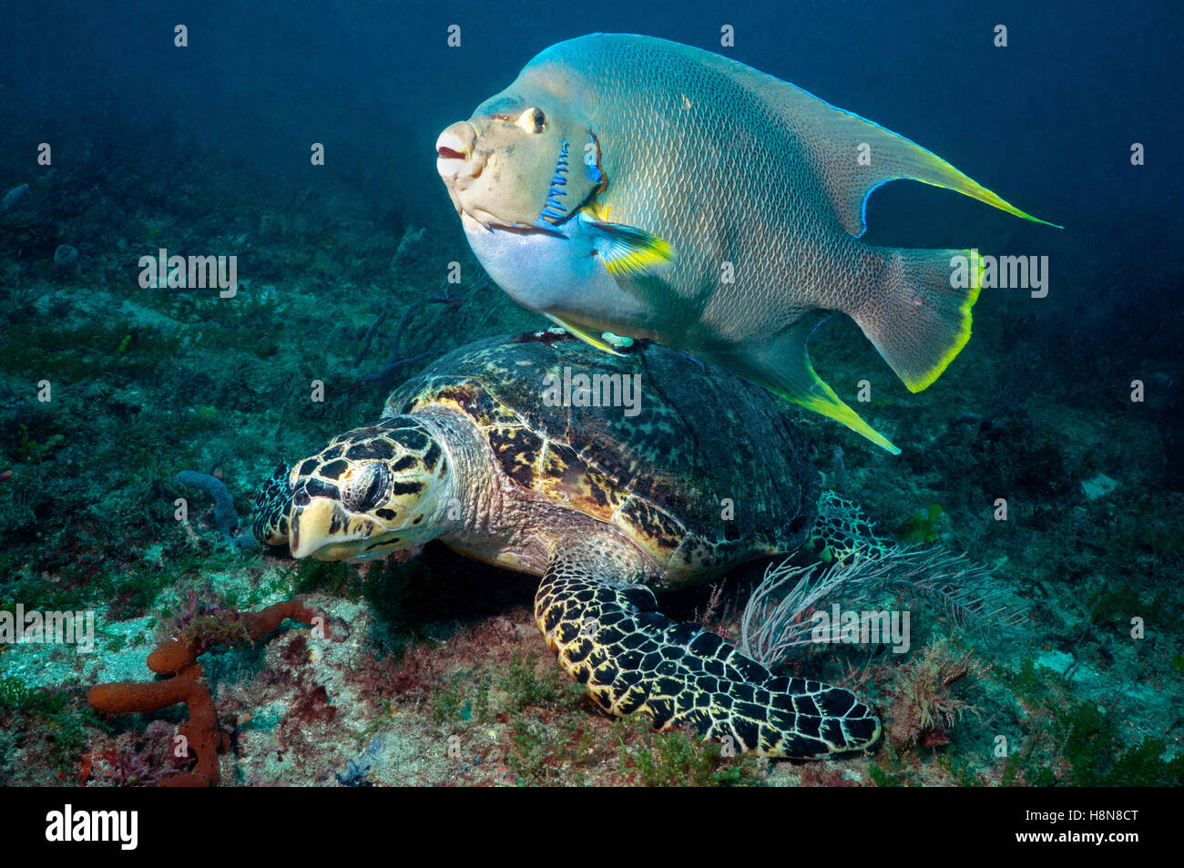 Hawksbill Turtle and angelfish - Stock Image