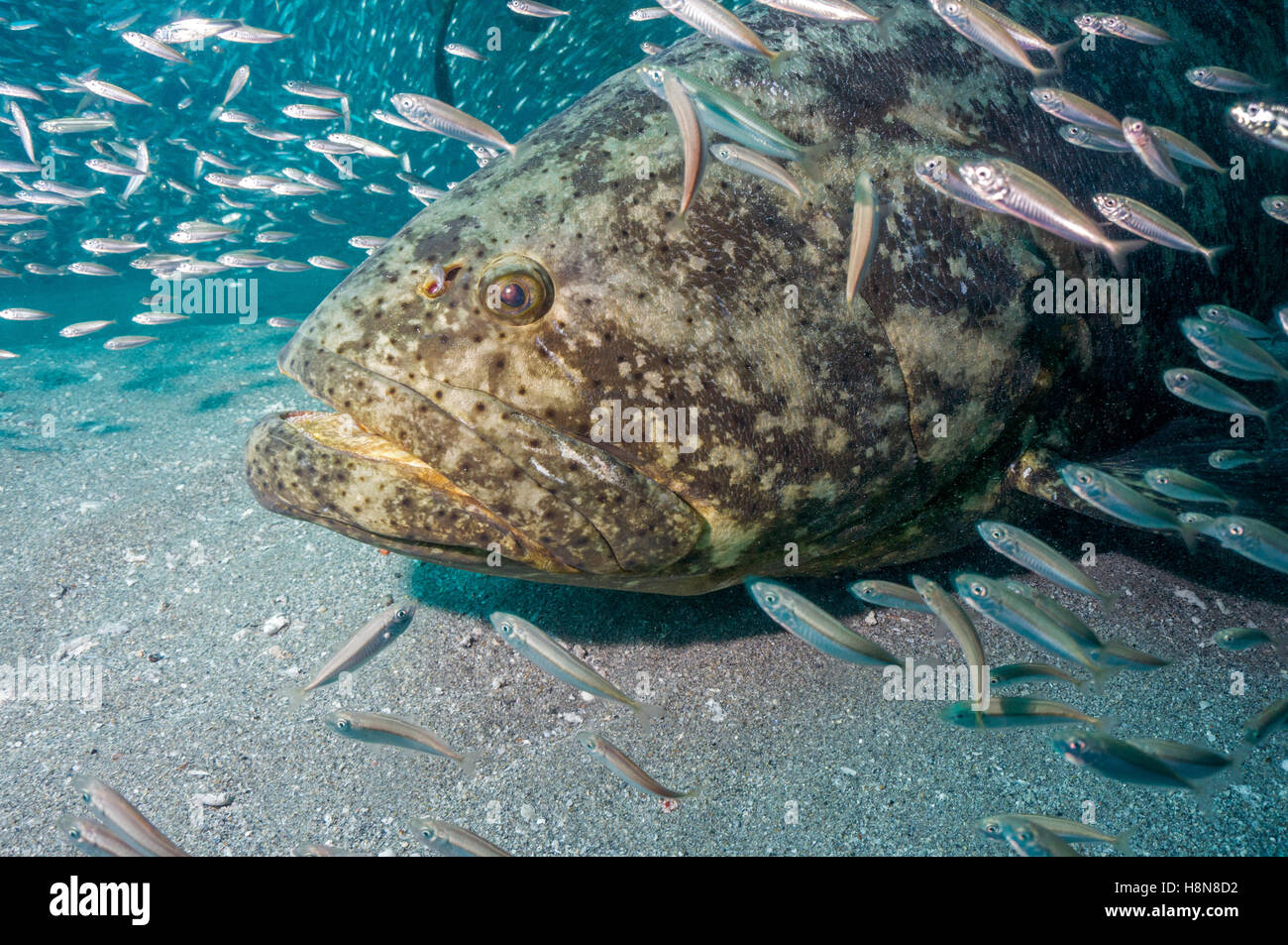 goliath grouper and baitfish - Stock Image