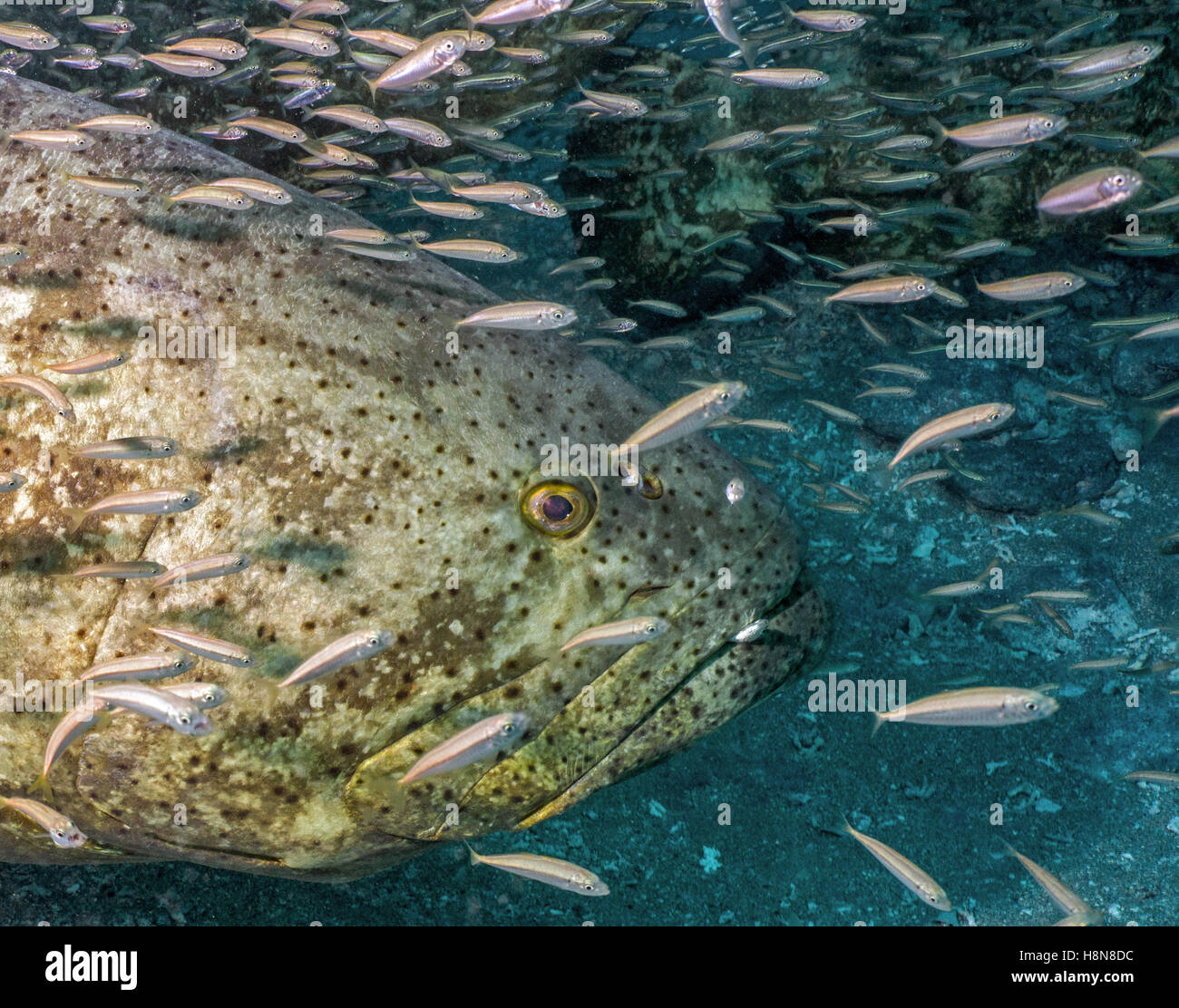 goliath grouper - Stock Image