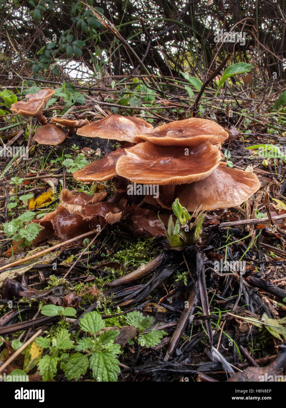 Honey Fungus Armillaria mellea growing on heathland Stock Photo