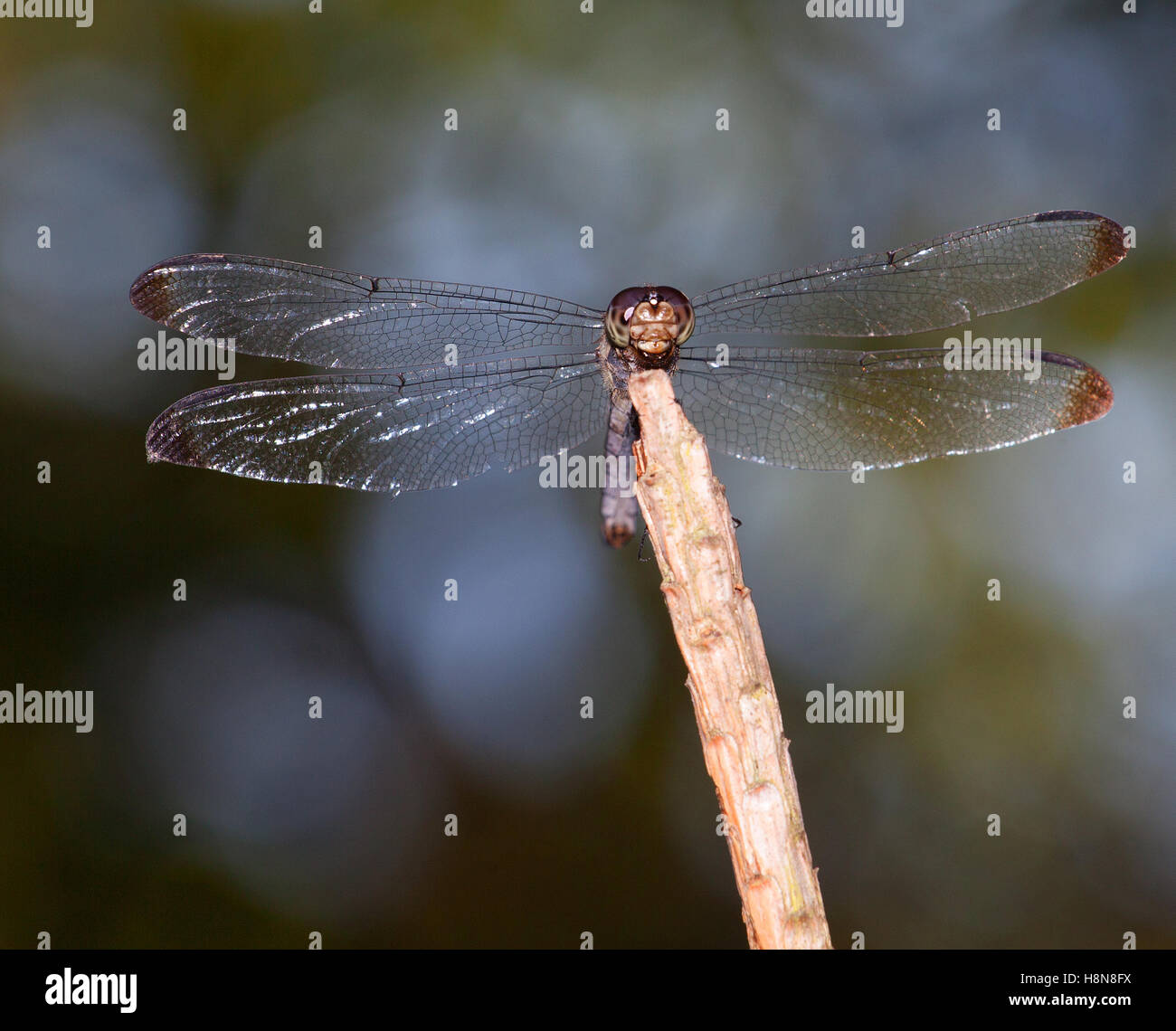 Dragonfly that has its wings spread while on a stick Stock Photo - Alamy