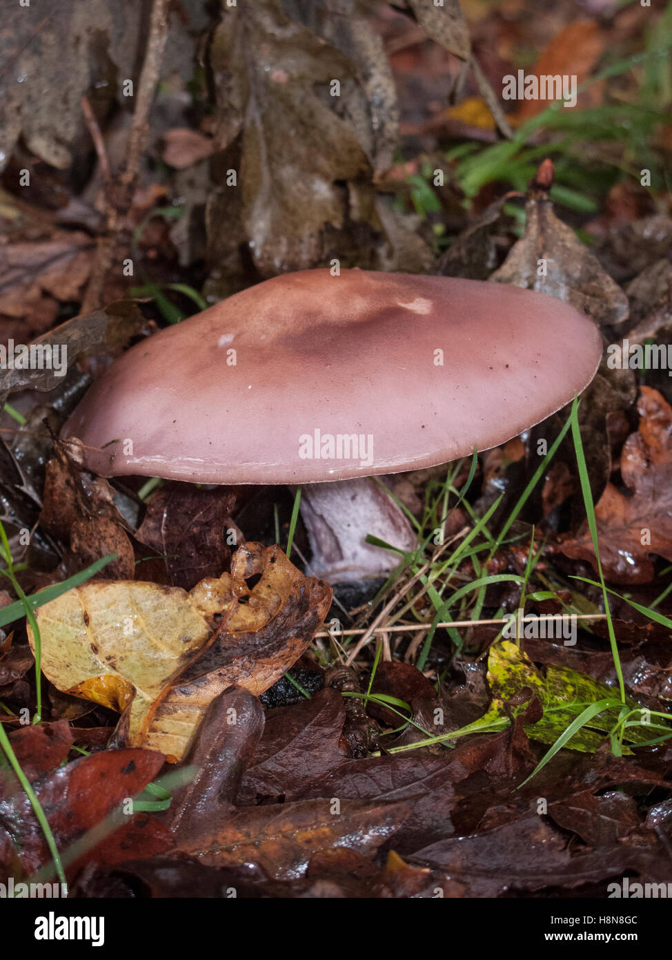 Wood Blewit Lepista nuda growing under Oak on Abel Heath Norfolk. Stock Photo