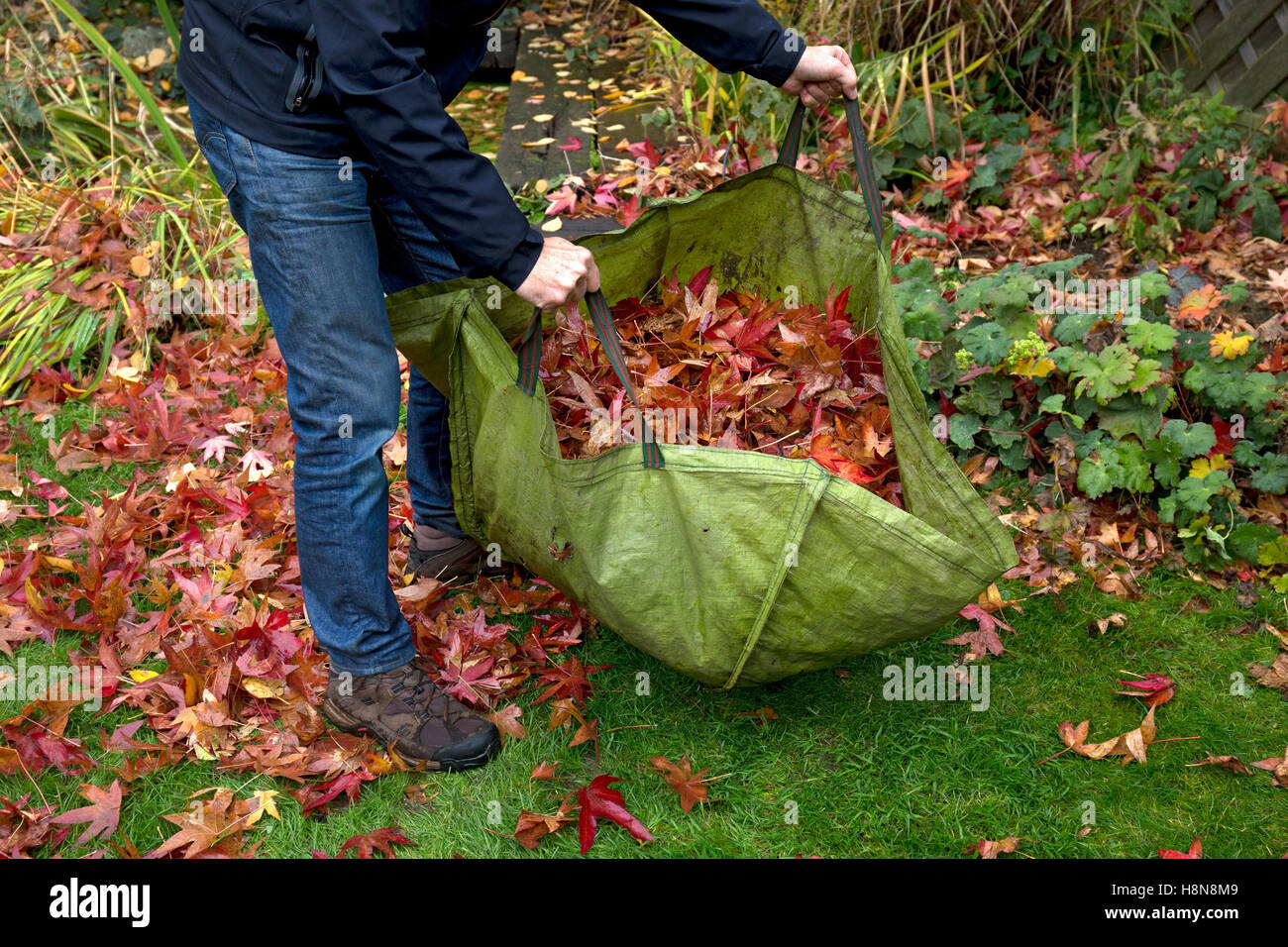 Garden Refuse sack full of leaves in Autumn English Garden Stock Photo