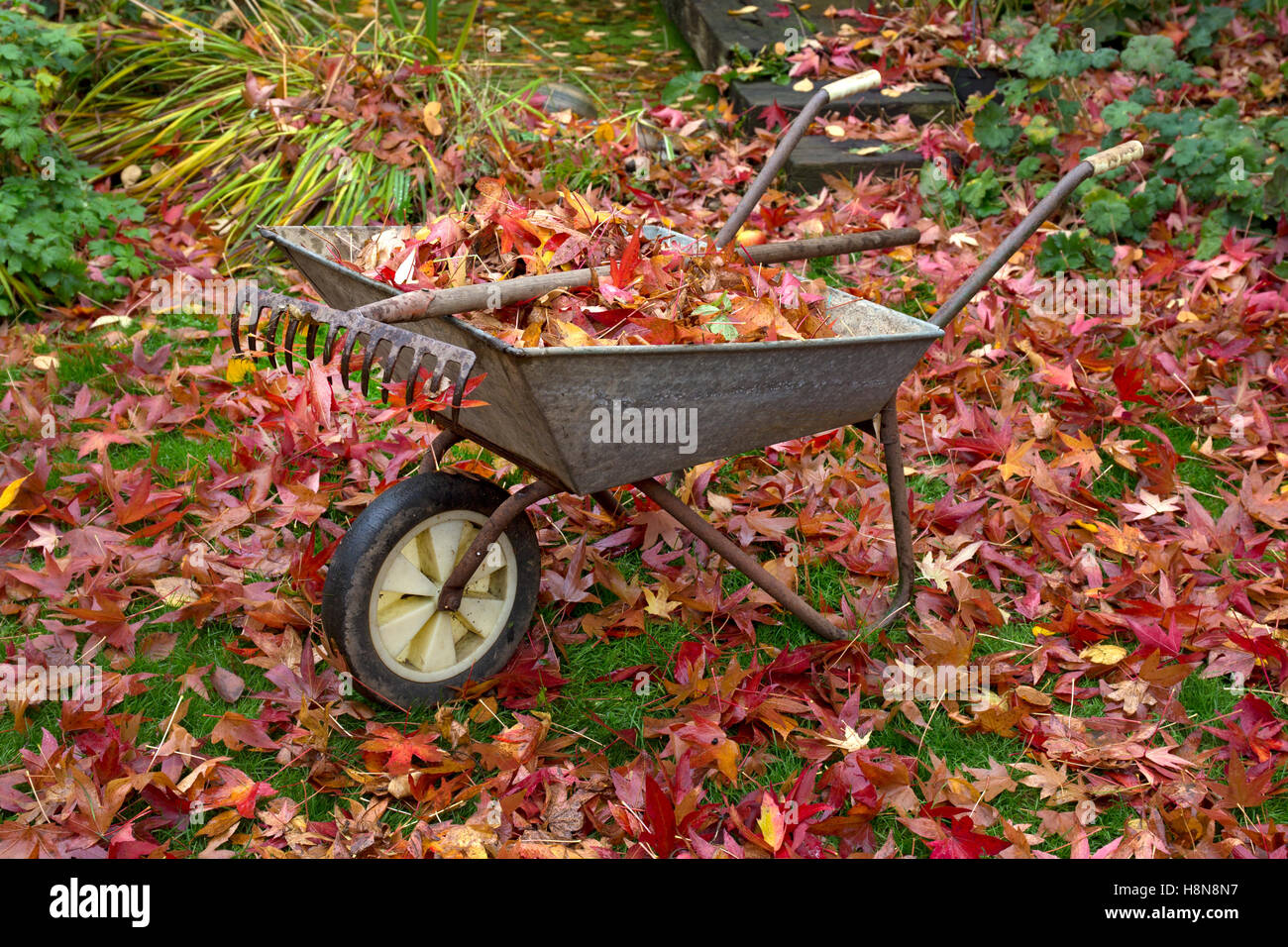Wheel barrow full of leaves and Rake in English garden in Autumn Stock Photo