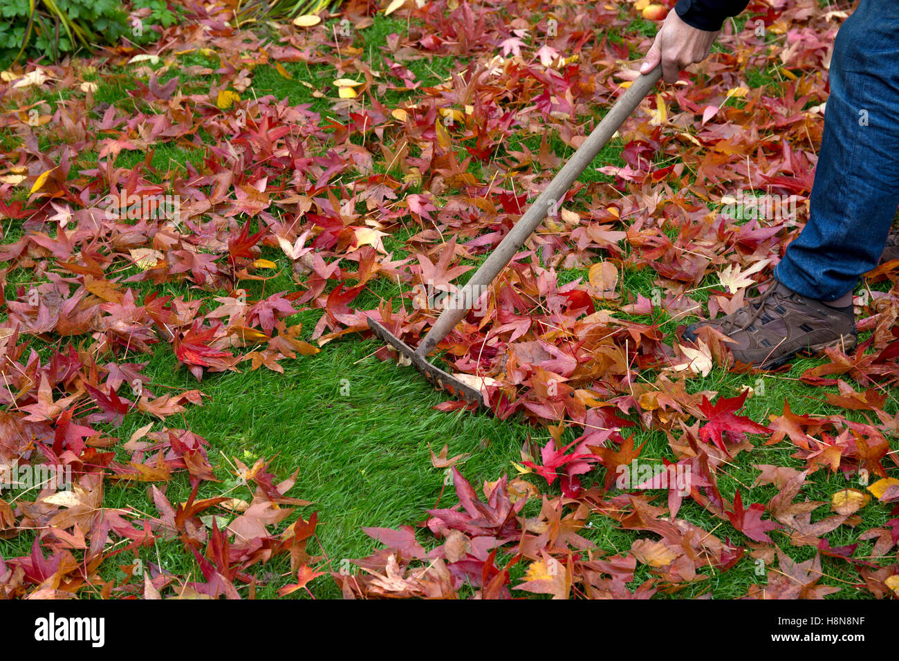Raking leaves in English garden in Autumn Stock Photo