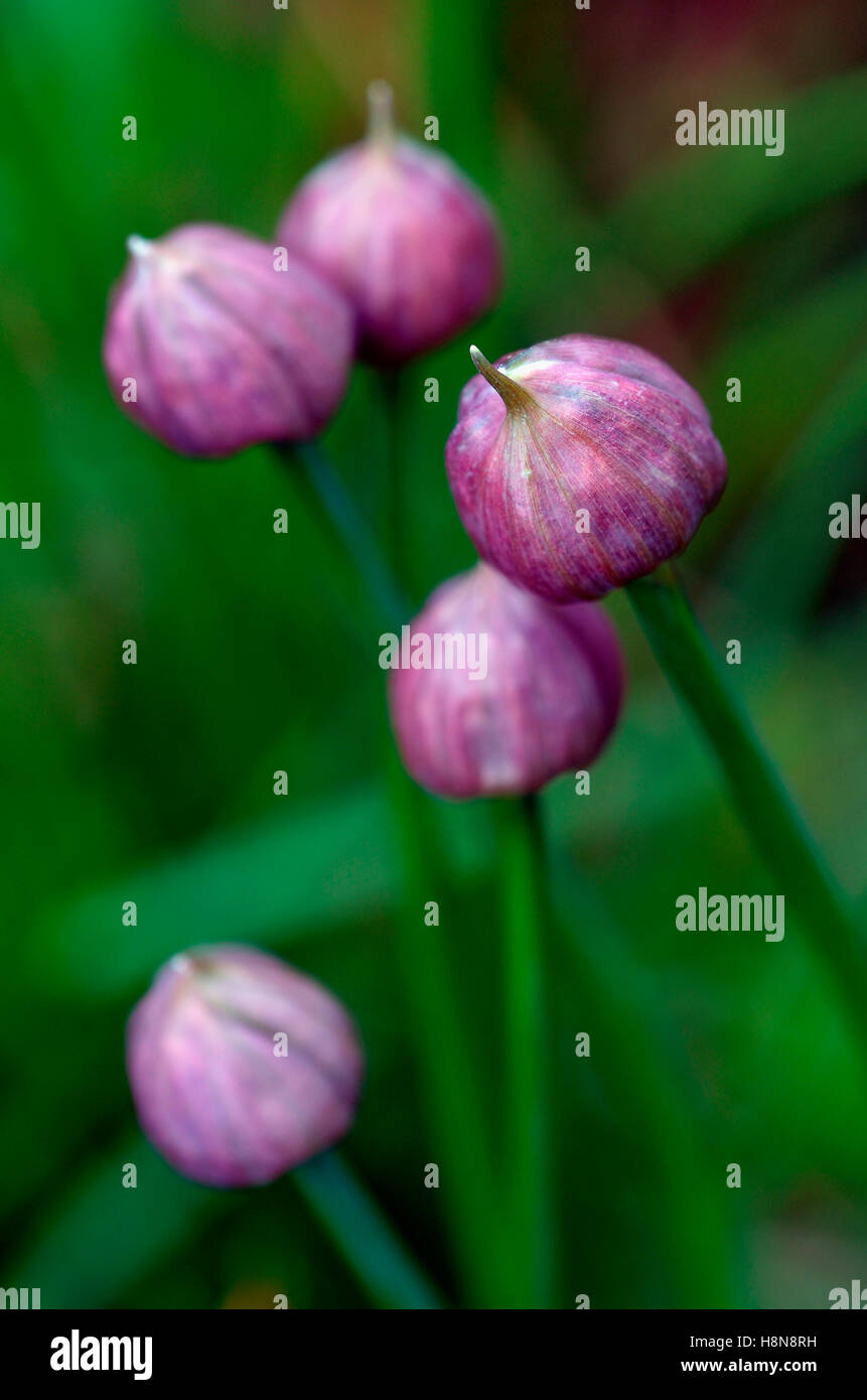 Chive flower buds Stock Photo Alamy