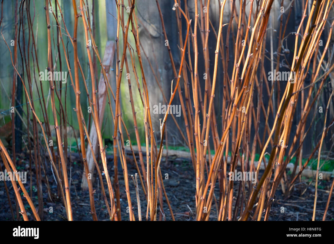 Raspberry canes hires stock photography and images Alamy