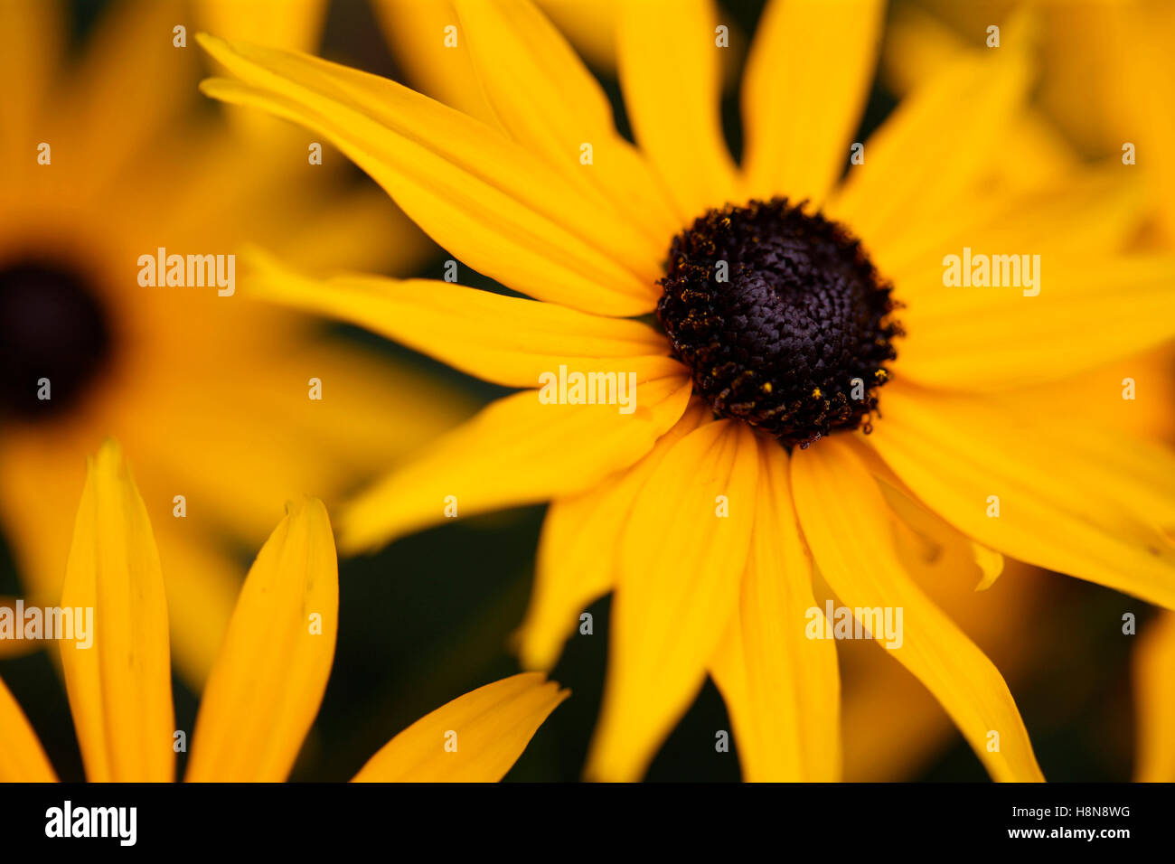 a feel good display of Summer rudbeckia, coneflower or black-eyed Susan Jane Ann Butler Photography JABP1707 Stock Photo