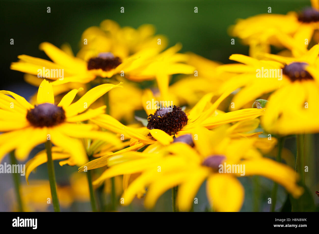a feel good display of Summer rudbeckia, coneflower or black-eyed susan Jane Ann Butler Photography JABP1709 Stock Photo