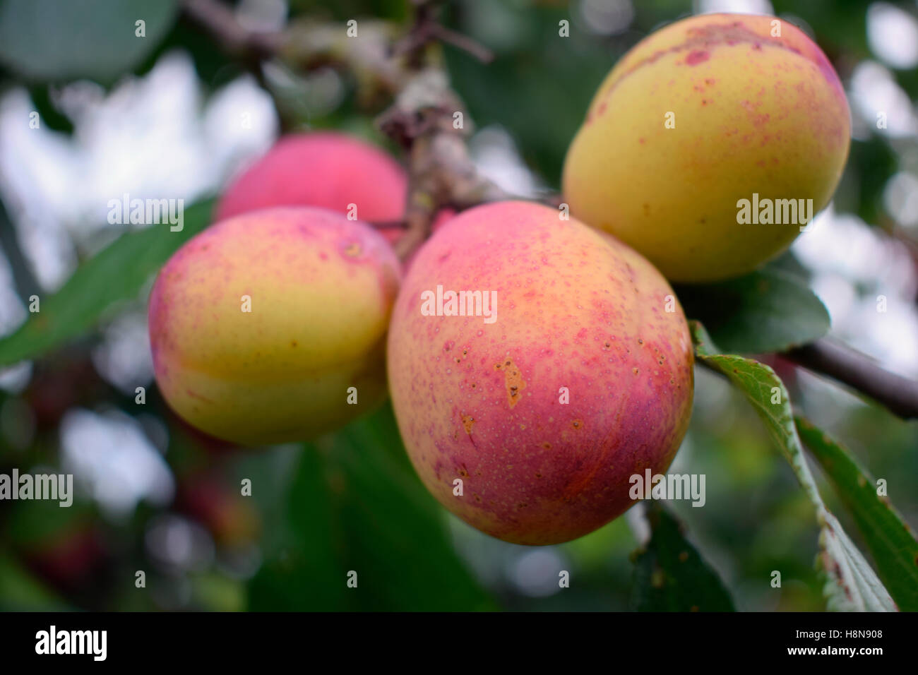 Victoria plums on tree Stock Photo Alamy